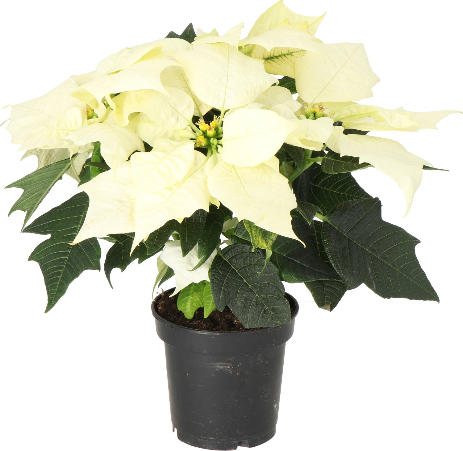 Kerstster (Euphorbia pulcherrima 'Alaska') D 10,5 H 25 cm
