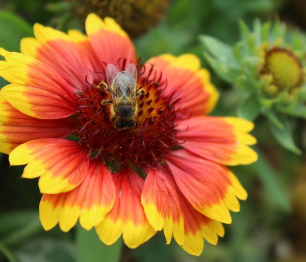 Bio Kokardenblume 'Kobold'