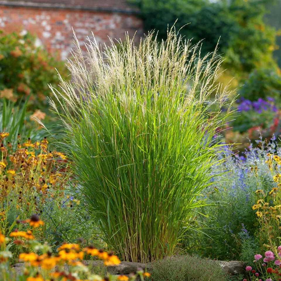 Prachtriet - Set van 2 - Miscanthus 'Gracillimus' - Hoogte 40-60cm - ⌀23cm
