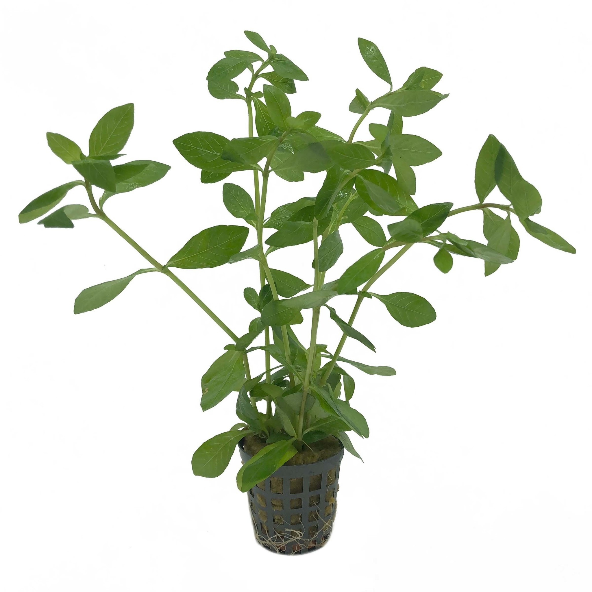 AquastoreXL Plantenpakket Extra Large 2 | Aquariumplanten