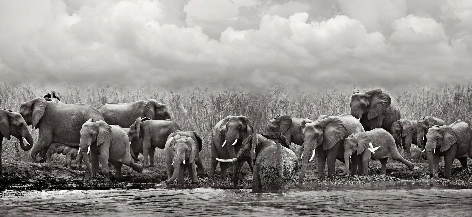 Malawi Elephant Breeding Herd by Horst Klemm - Limited Edition. Edition of: 150. Signed.