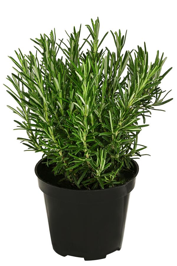 Bio Rosmarin