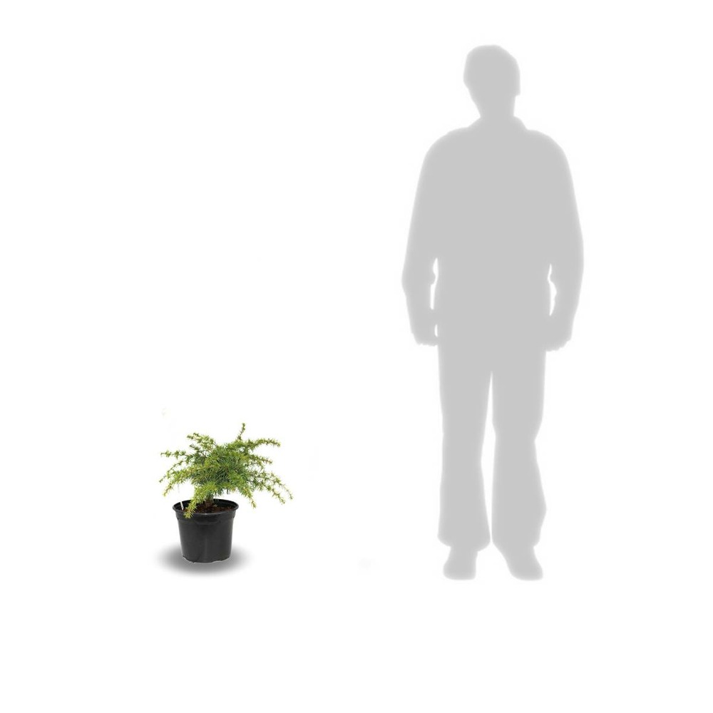 Cèdre du liban libani nana/cedrus libani nana[-]pot de 5l
