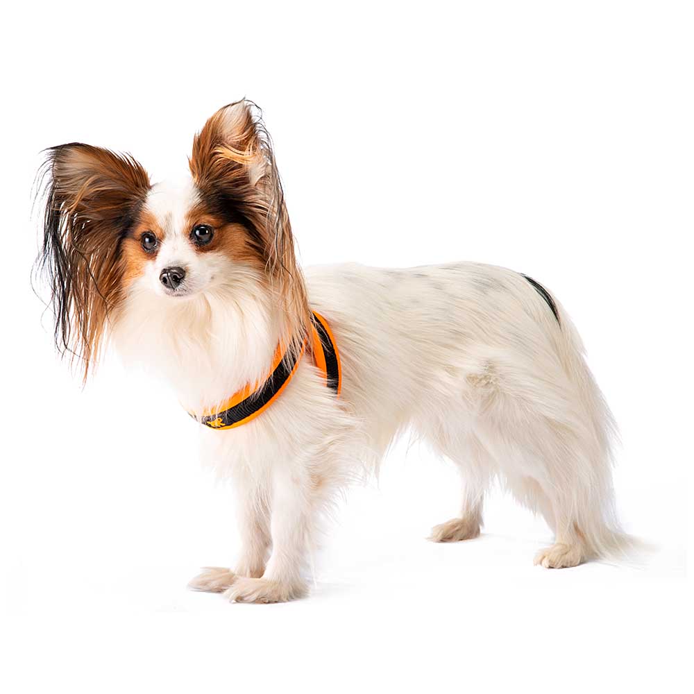 Ferplast harnais ergonomique pour chiens agila fluo 2, ajustement parfait, fermeture pratique avec lacet, rembourrage souple, a=b