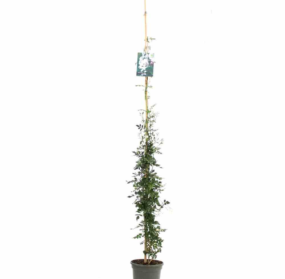 Jasminum officinale taille pot de 4 litres - 140/160 cm