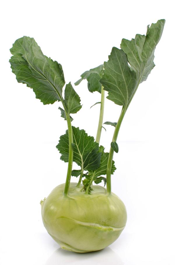 Kohlrabi, weiß, 12er Schale