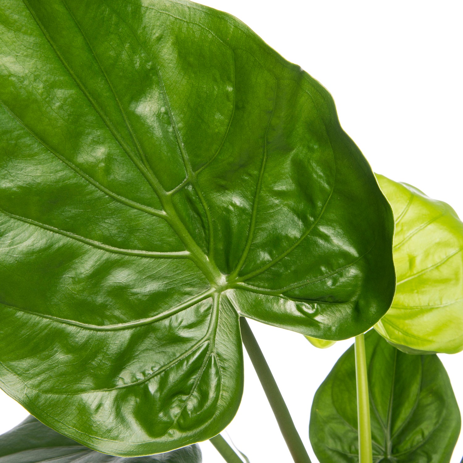 Olifantsoor (Alocasia cucullata) D 19 H 70 cm