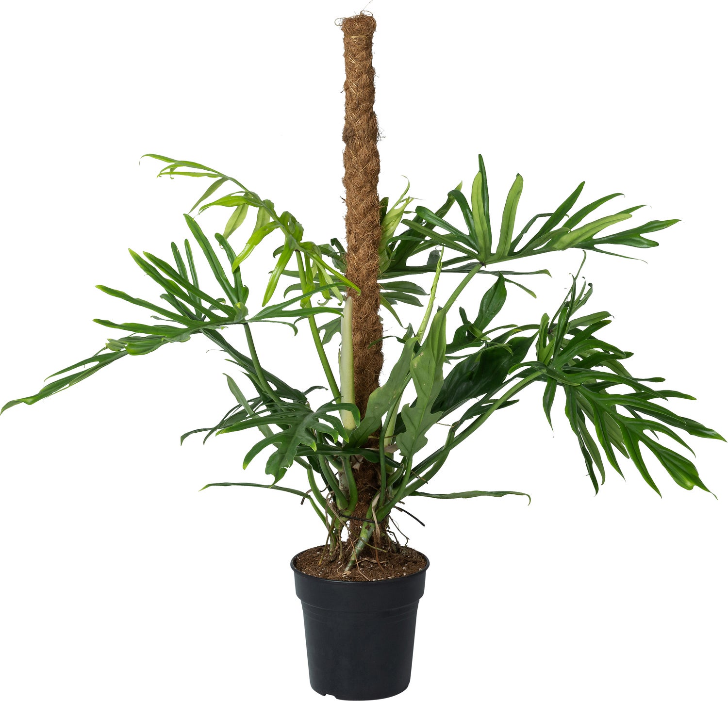 Philodendron op mosstok (Philodendron elegans 'Trixi') D 21 H 100 cm