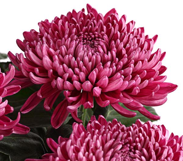 Deko-Chrysantheme, Schale, verschiedene Farben