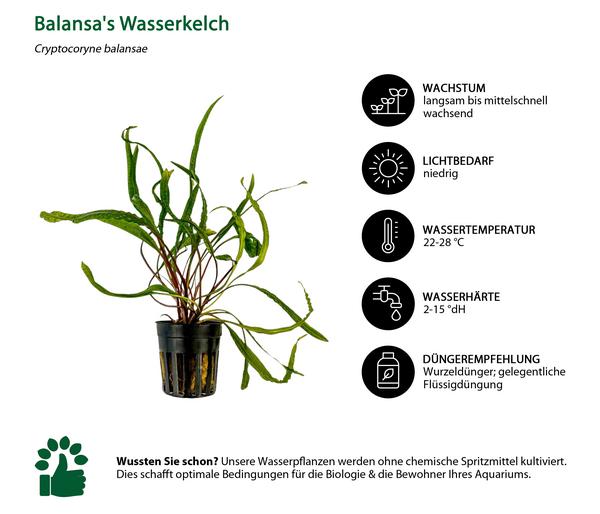 Dehner Aqua Aquarienpflanzen-Set Einsteiger