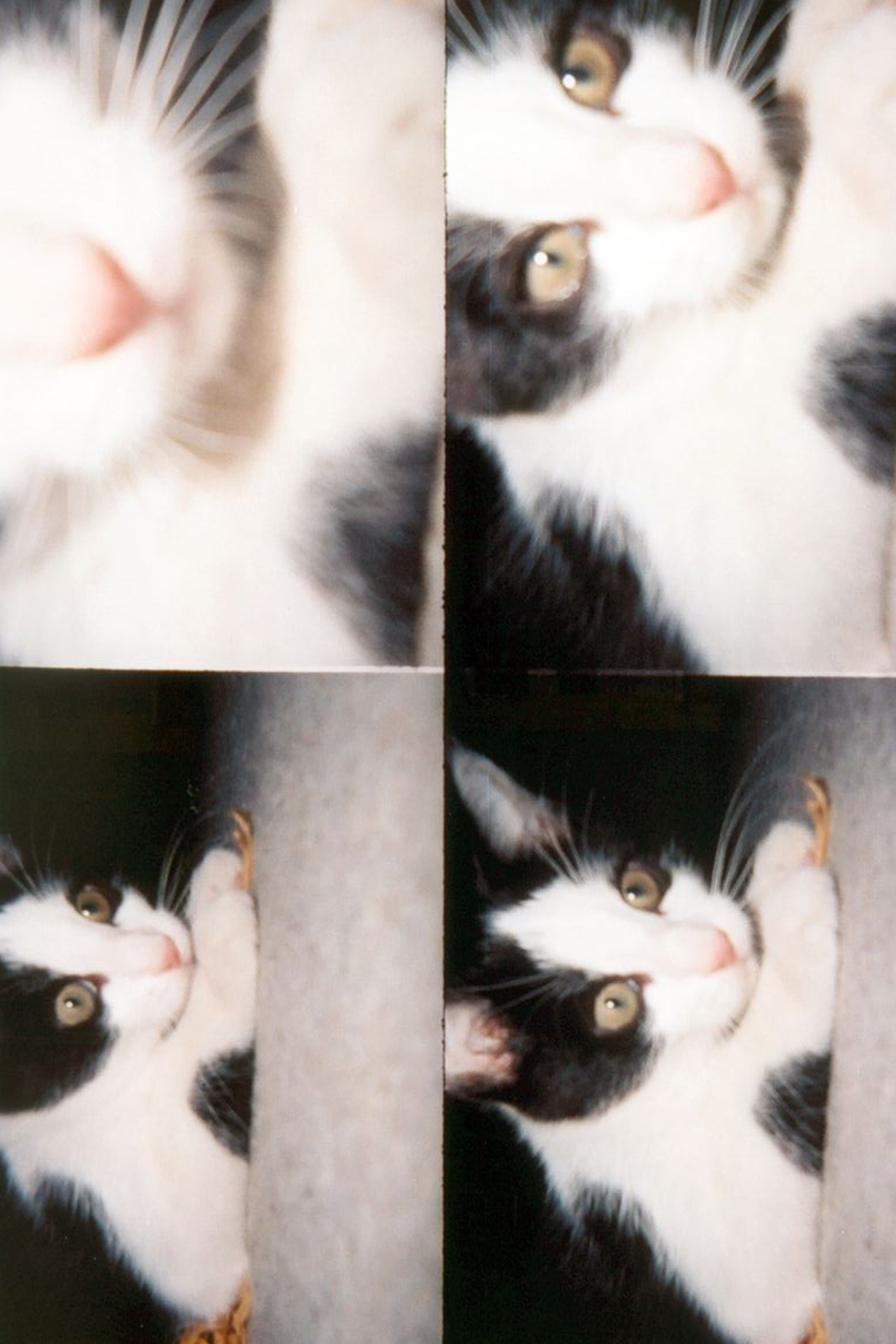 LOMOGRAPHY Appareil photo ActionSampler Clear Multicolore