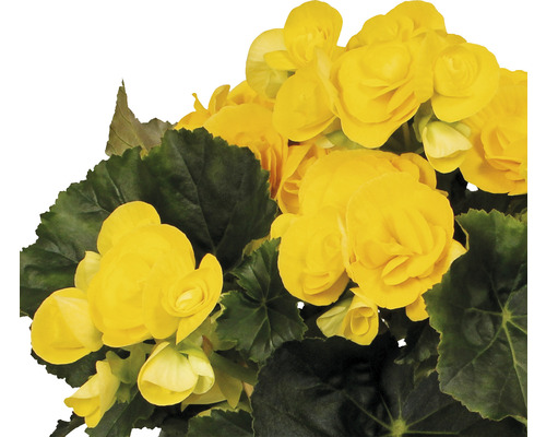 Elatior begonia FloraSelf Begonia elatior 'Rebecca' H 30-40 cm Ø 14 cm pot