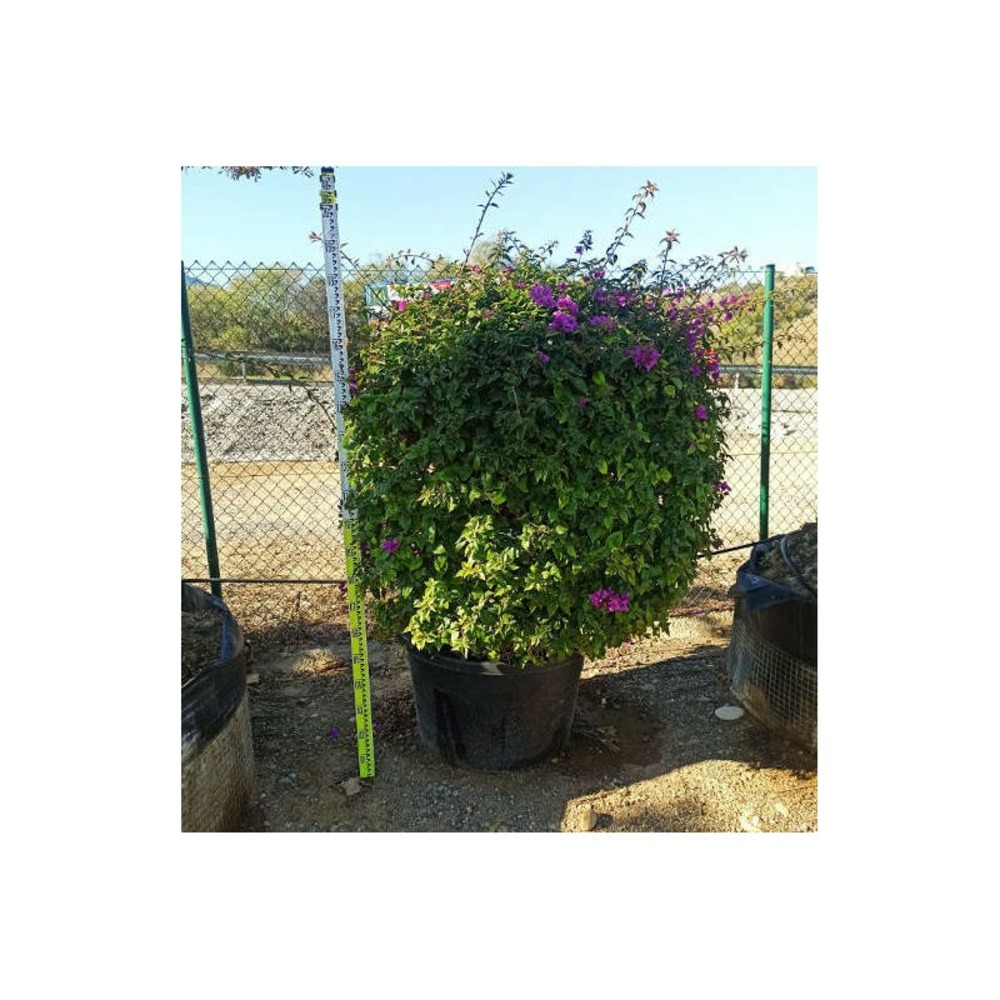 Bougainvillea glabra 'sanderiana' (bougainvillier) rose - taille pot de 65l - boule - 60/80cm