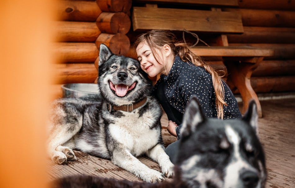 Husky Wanderung Fürstenberg