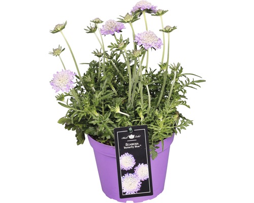 Duivenstruik FloraSelf Scabiosa 'Butterfly Blue' H 10-20 cm Co 1.5 L