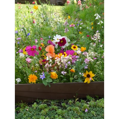 Blumensamen Mössinger Balkonkastenmischung