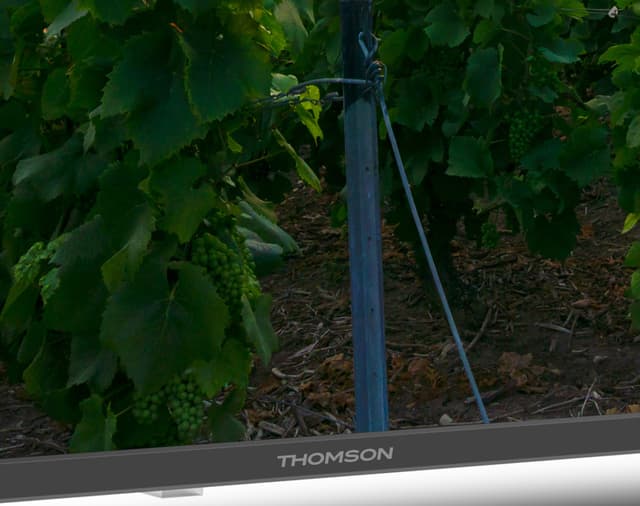 Thomson 55