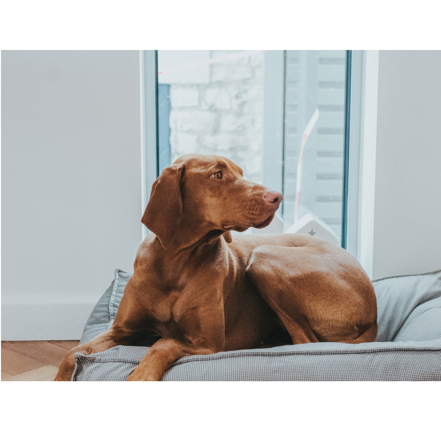 Cama para cães Hunter Lancaster Grey