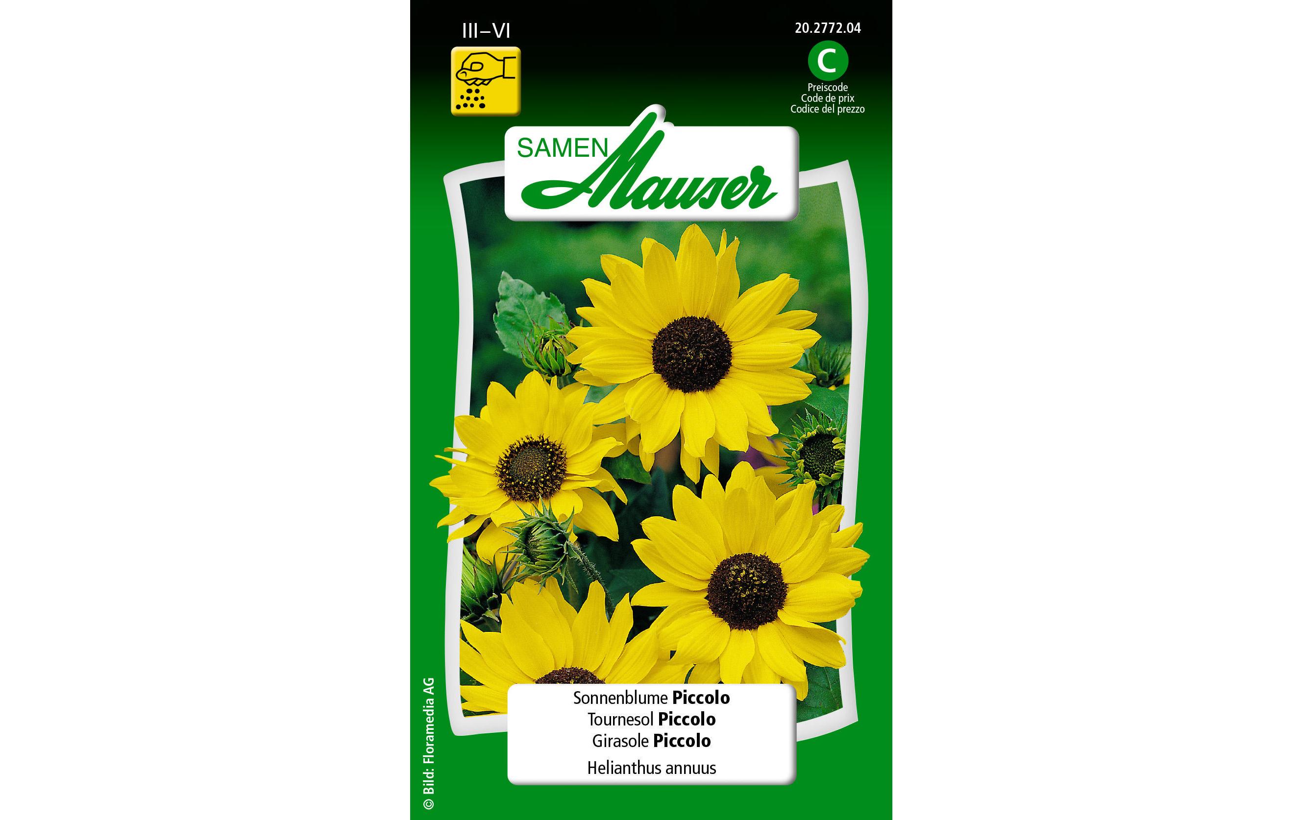 Saatgut Sonnenblume PiccoloBlumensamen