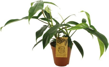 Philodendron (Philodendron 69686) D 15 H 50 cm