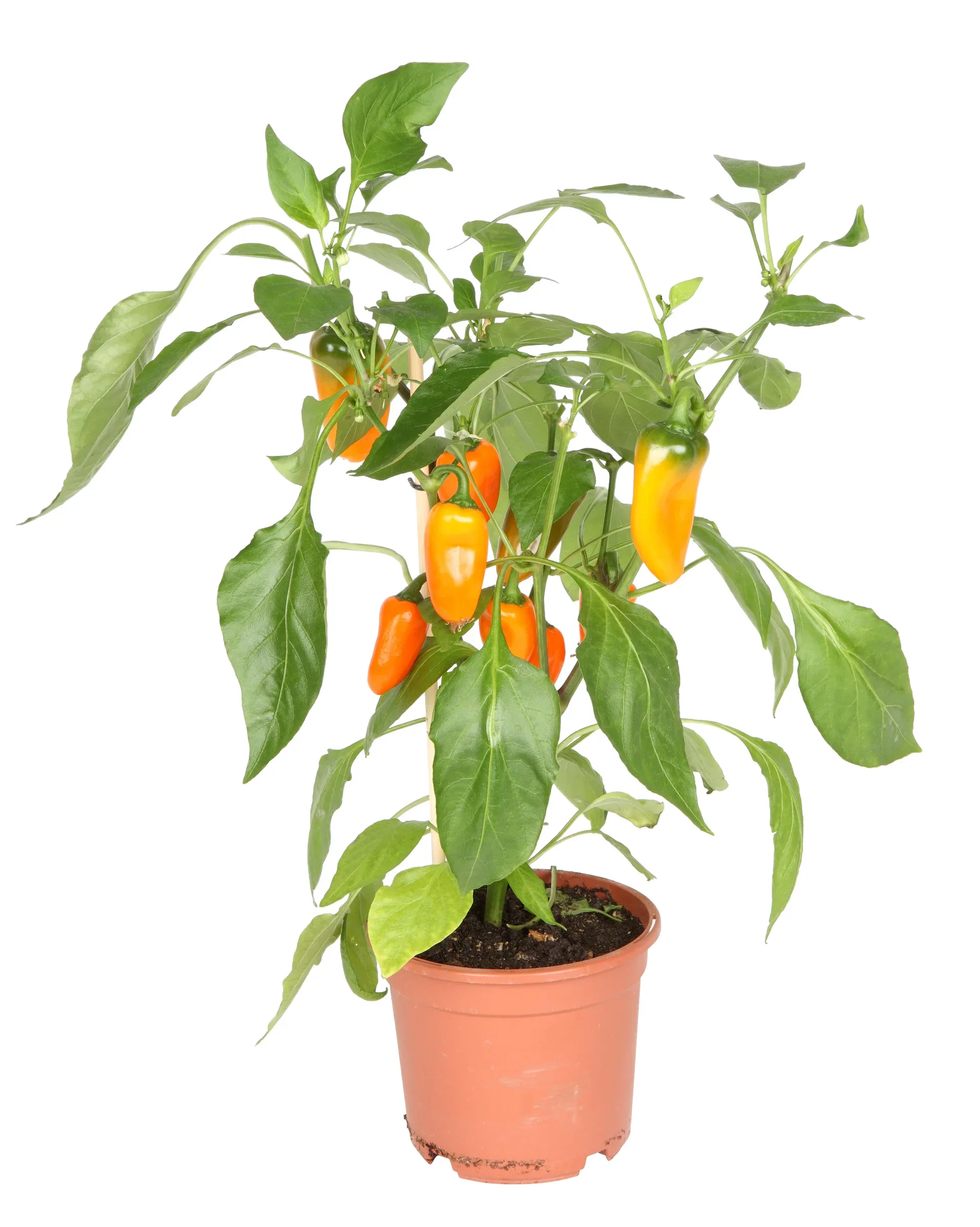 Capsicum annuum Snackspaprika Ø14 cm