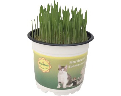 Voer tarwe, zachte tarwe, kattengras, PetSnack FloraSelf (Triticum aestivum), H 15-17 cm, Ø 12 cm pot