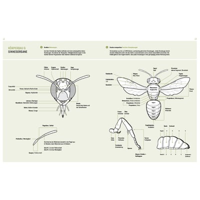 Wildbienenhelfer