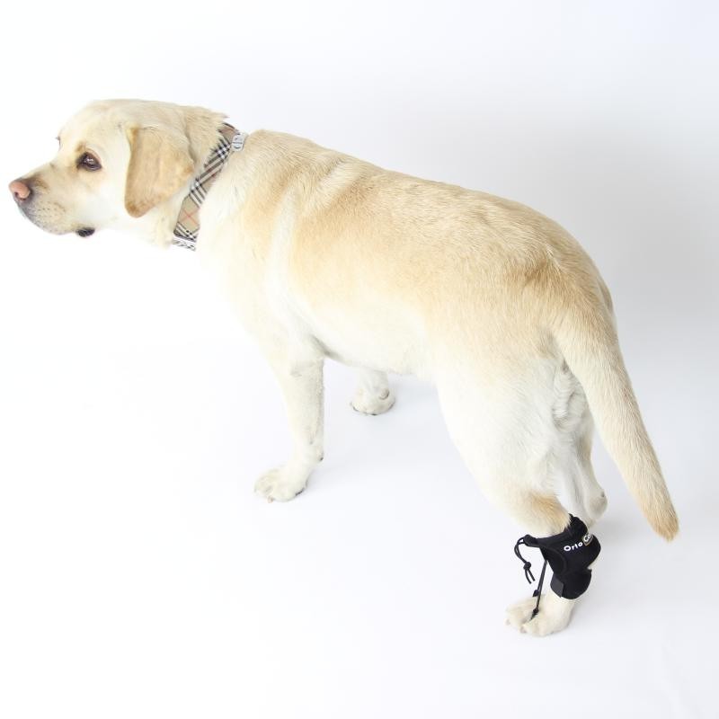 Corretor proprioceptivo