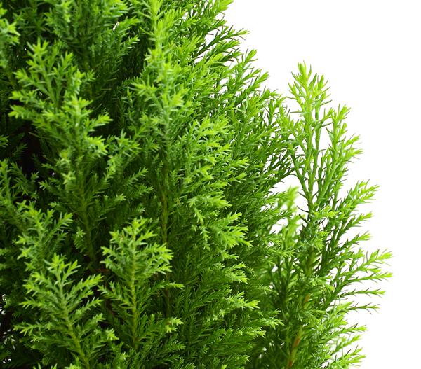 Scheinzypresse 'Ellwood's Gold'