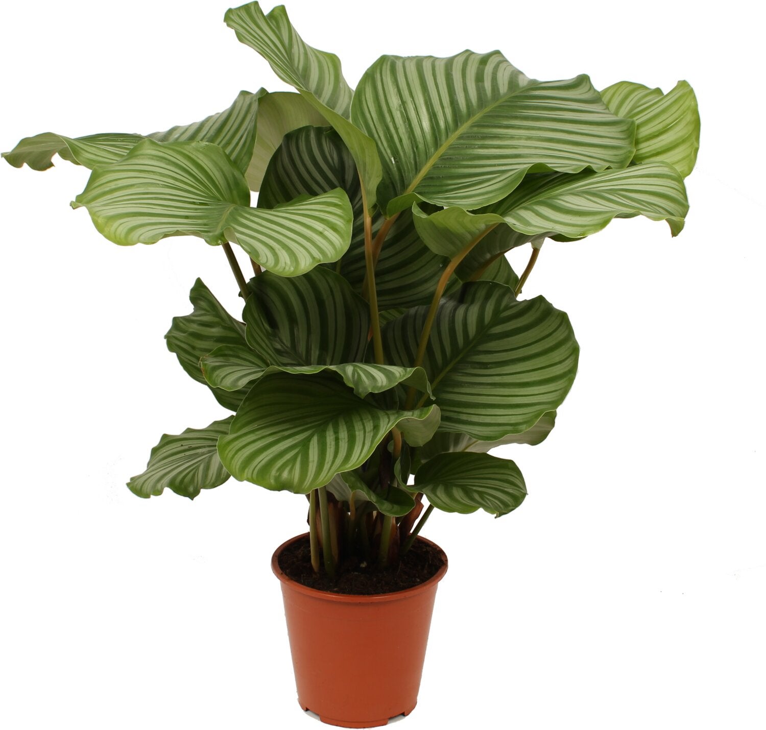 Calathea (Calathea orbifolia) D 19 H 75 cm