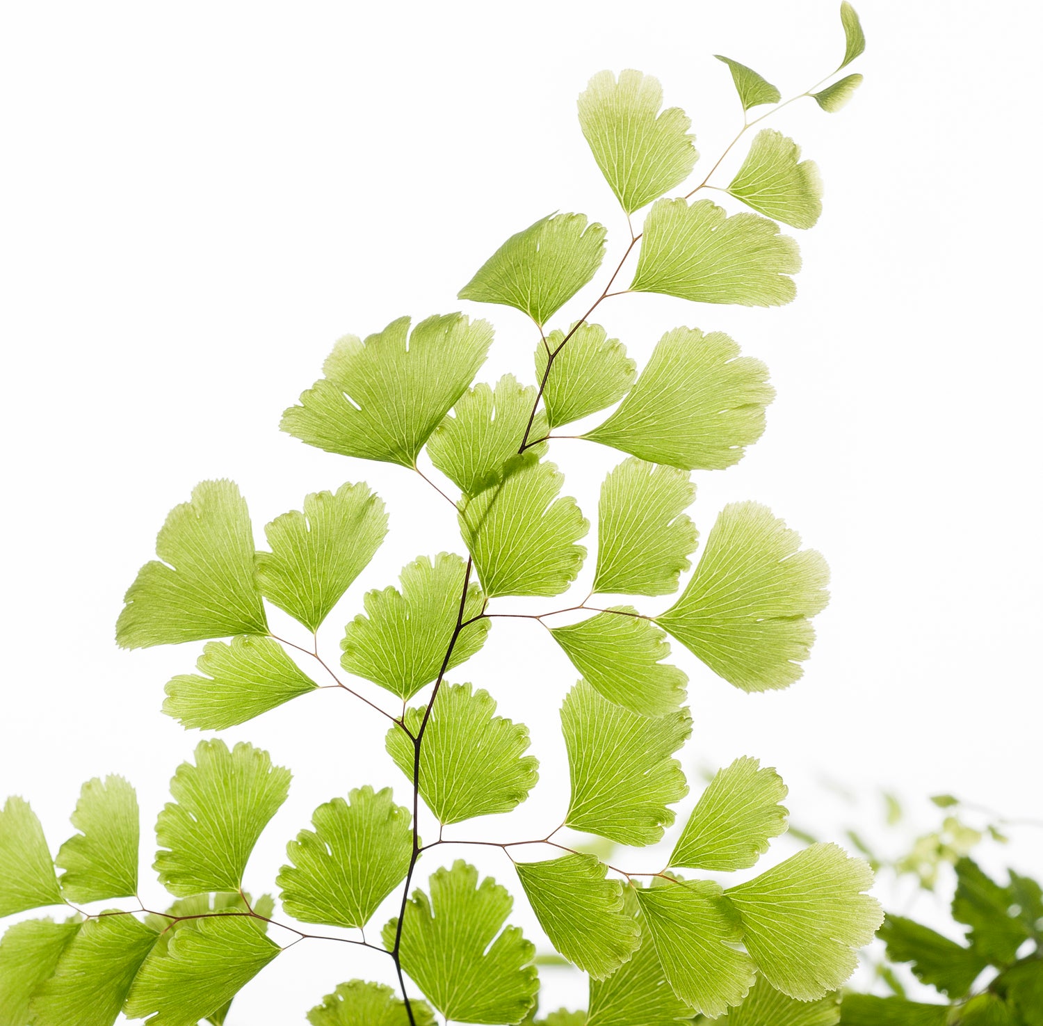 Venushaar (Adiantum raddianum 'Fragrans') D 14 H 40 cm