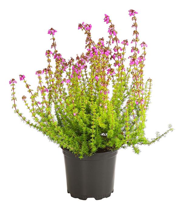 Graue Glockenheide, verschiedene Farben