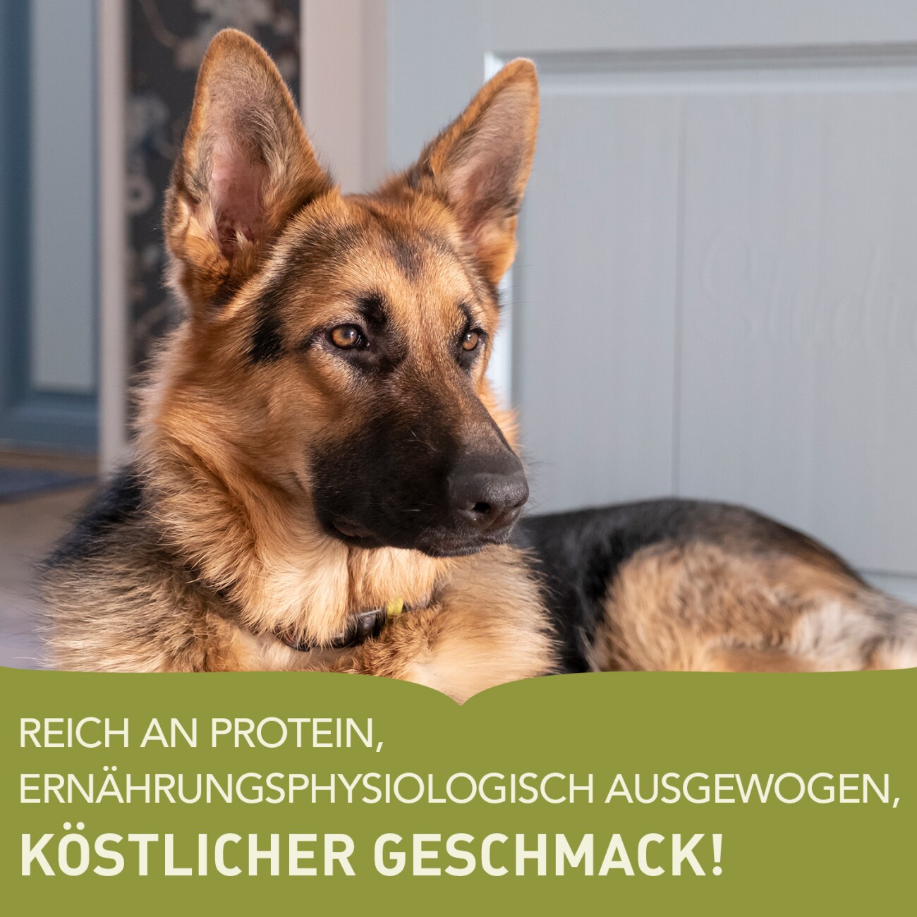 ACANA Adult Large Breed 11,4 kg