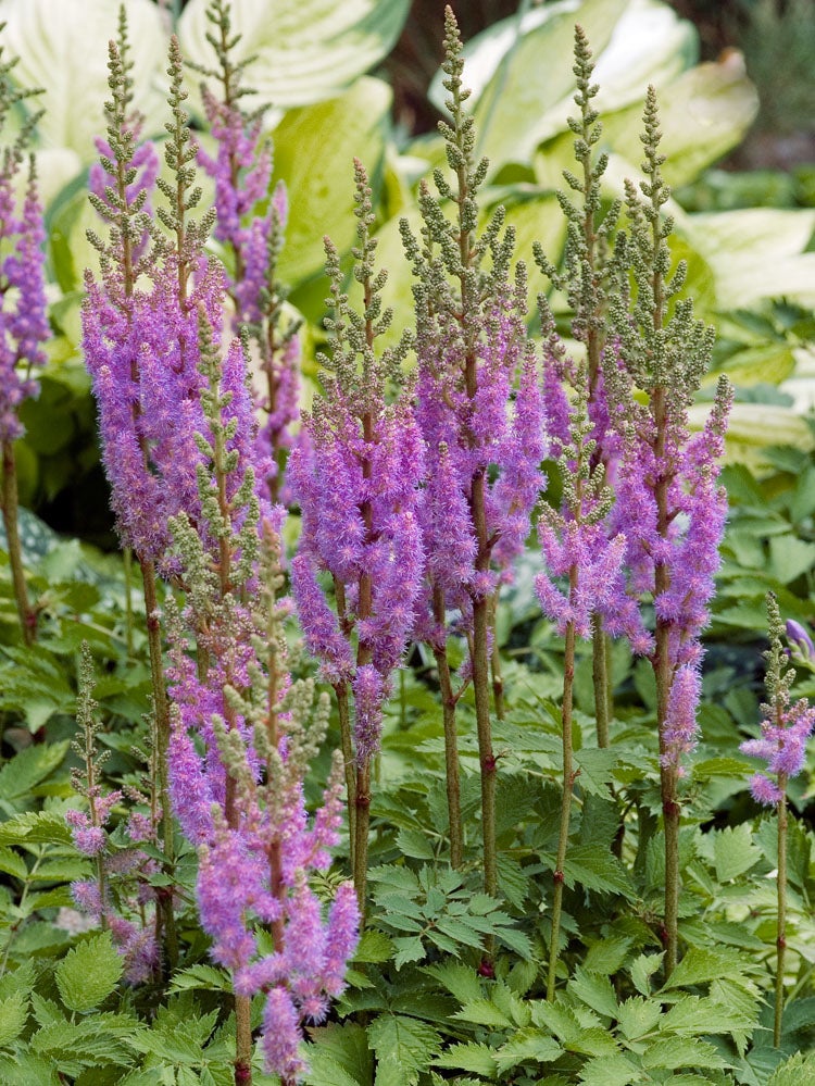 Pluimspirea (Astilbe chinensis 'Pumila') D 11 H 40 cm