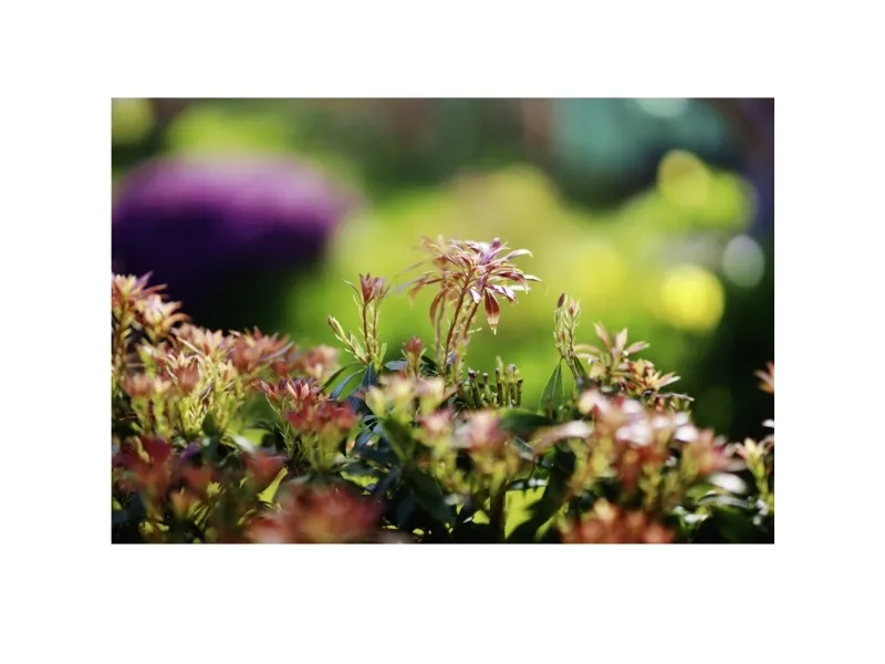 Samyang MF - Teleobjektiv - 85 mm - f/1.4 MK2 - Fujifilm X Mount