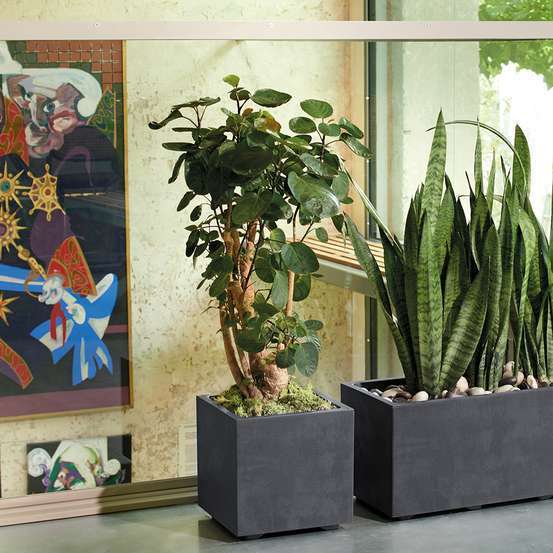 Pot Cube Millenium à réserve d'eau en plastique Anthracite 25xH.25cm