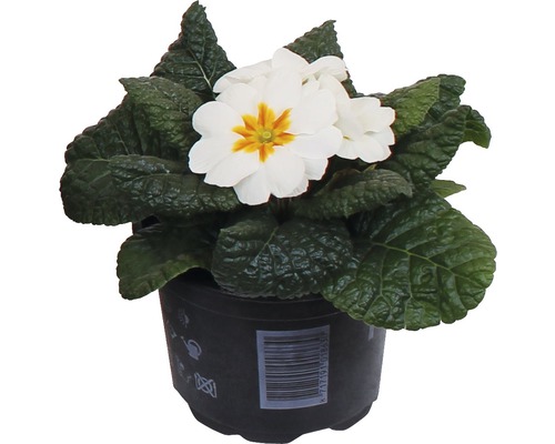 Kussensleutelbloem FloraSelf Primula acaulis Ø 11 cm pot willekeurige variëteitselectie
