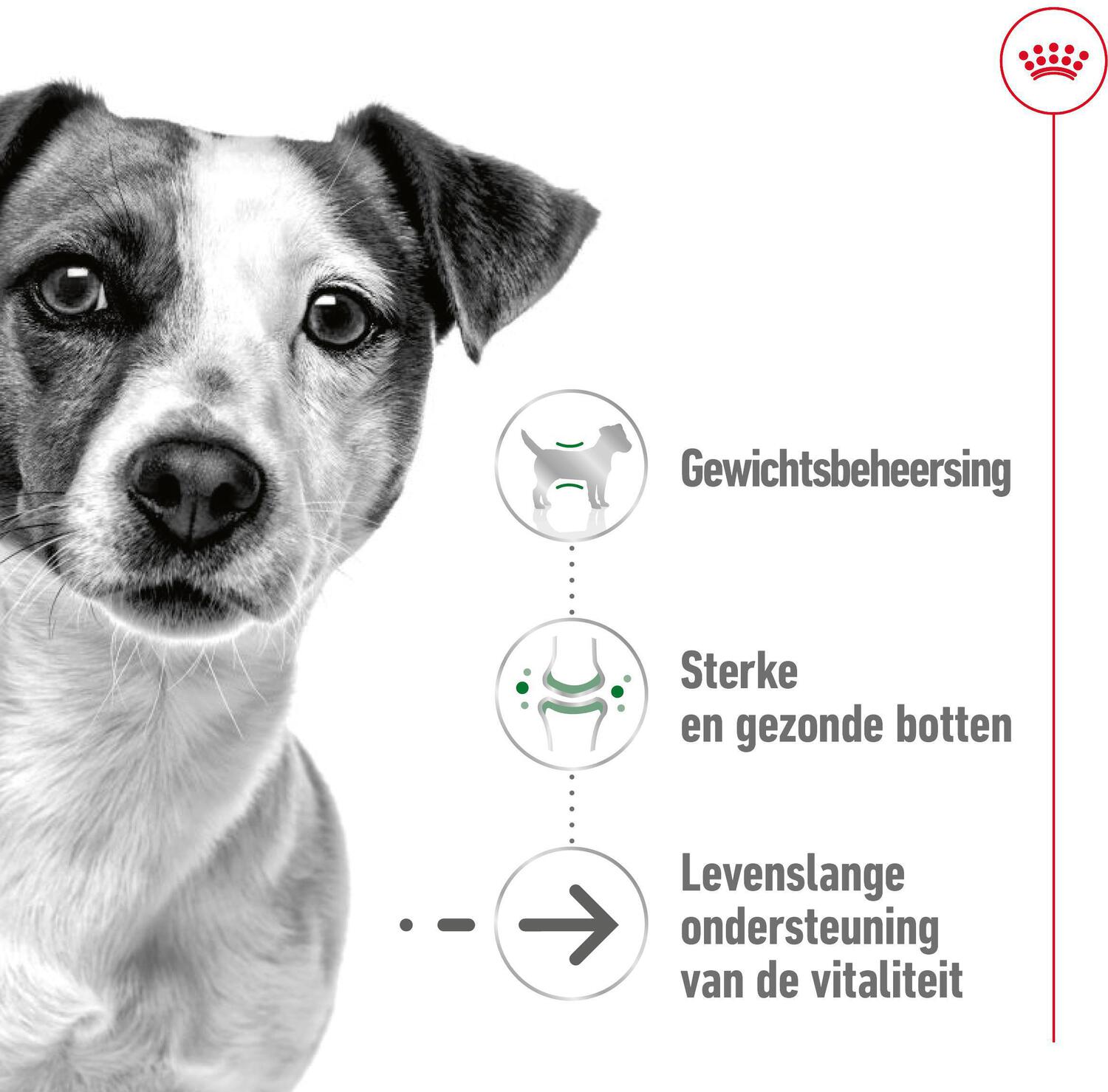 Royal Canin hondenvoer Mini Ageing 12+ 1,5 kg