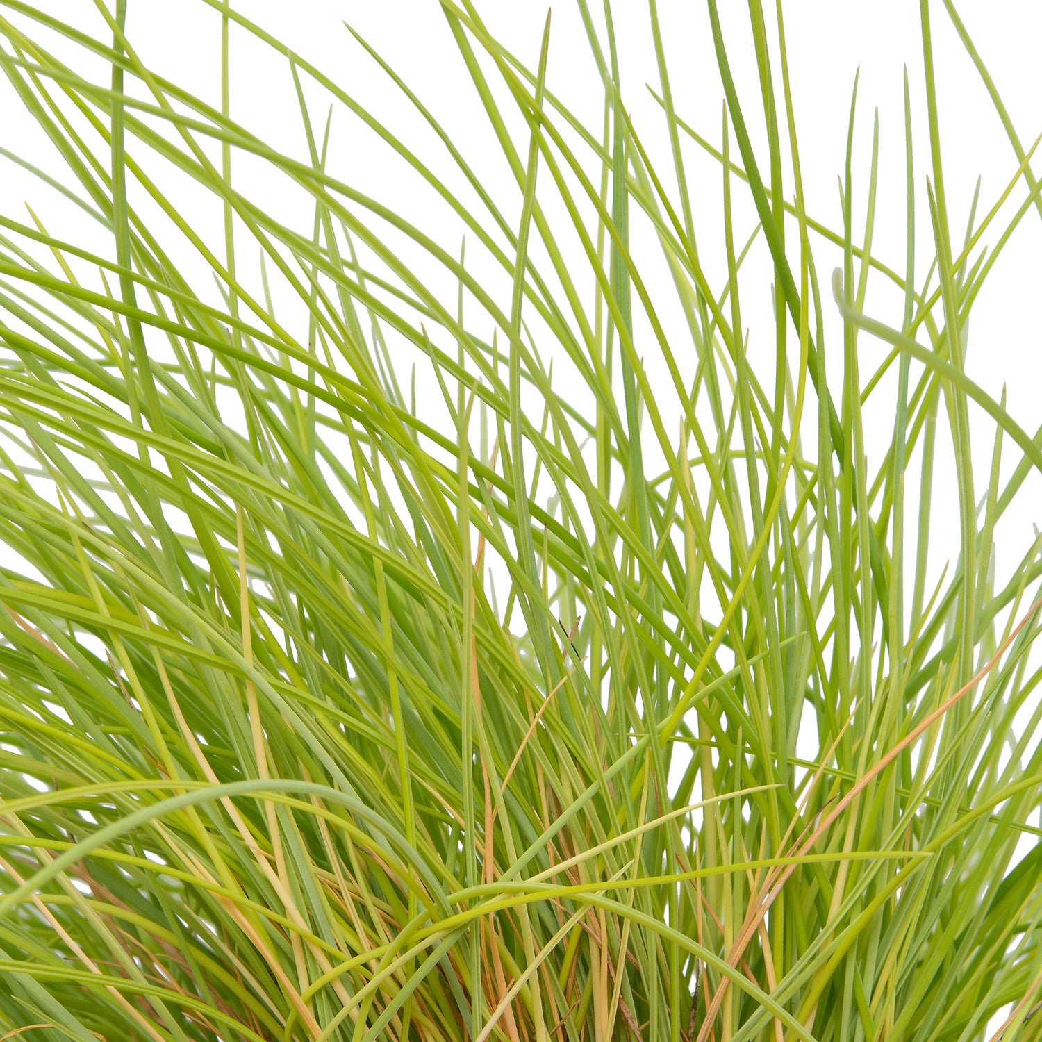 Zwenkgras (Festuca glauca 'Amigold') D 17 H 30 cm