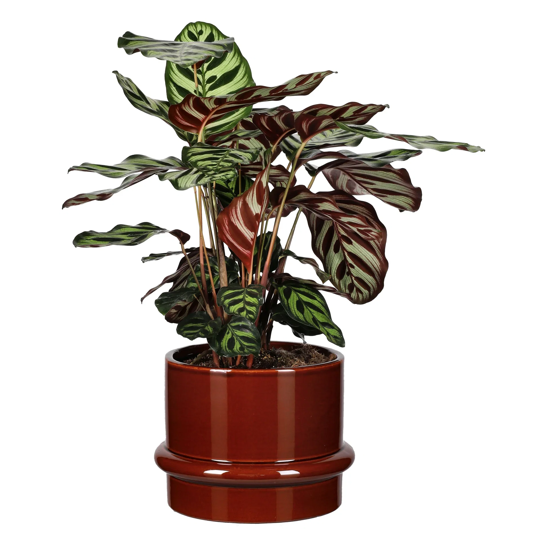 Goeppertia makoyana Calathea 'Makoyana' Høyde 50 cm