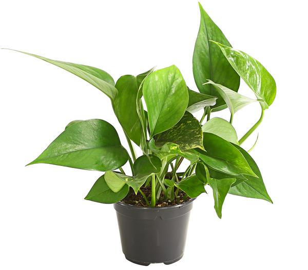 Efeutute - Epipremnum aureum