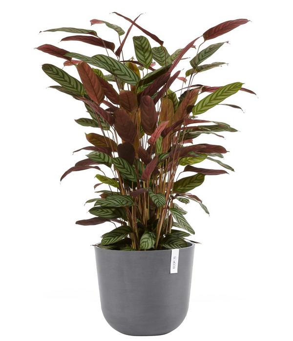 Ecopots Kunststoff-Topf Oslo, rund