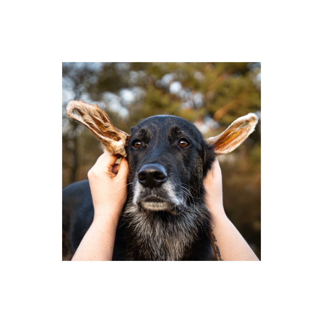 Bellfor Gesunder Hundesnack - Lamm-Ohren mit Fell - 250g