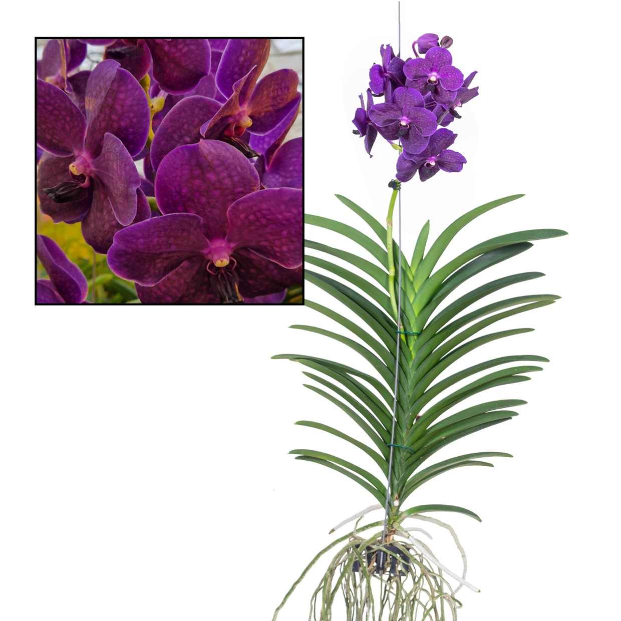 Vanda velvet blackberry - orchidée en fleur - hauteur 80-90cm