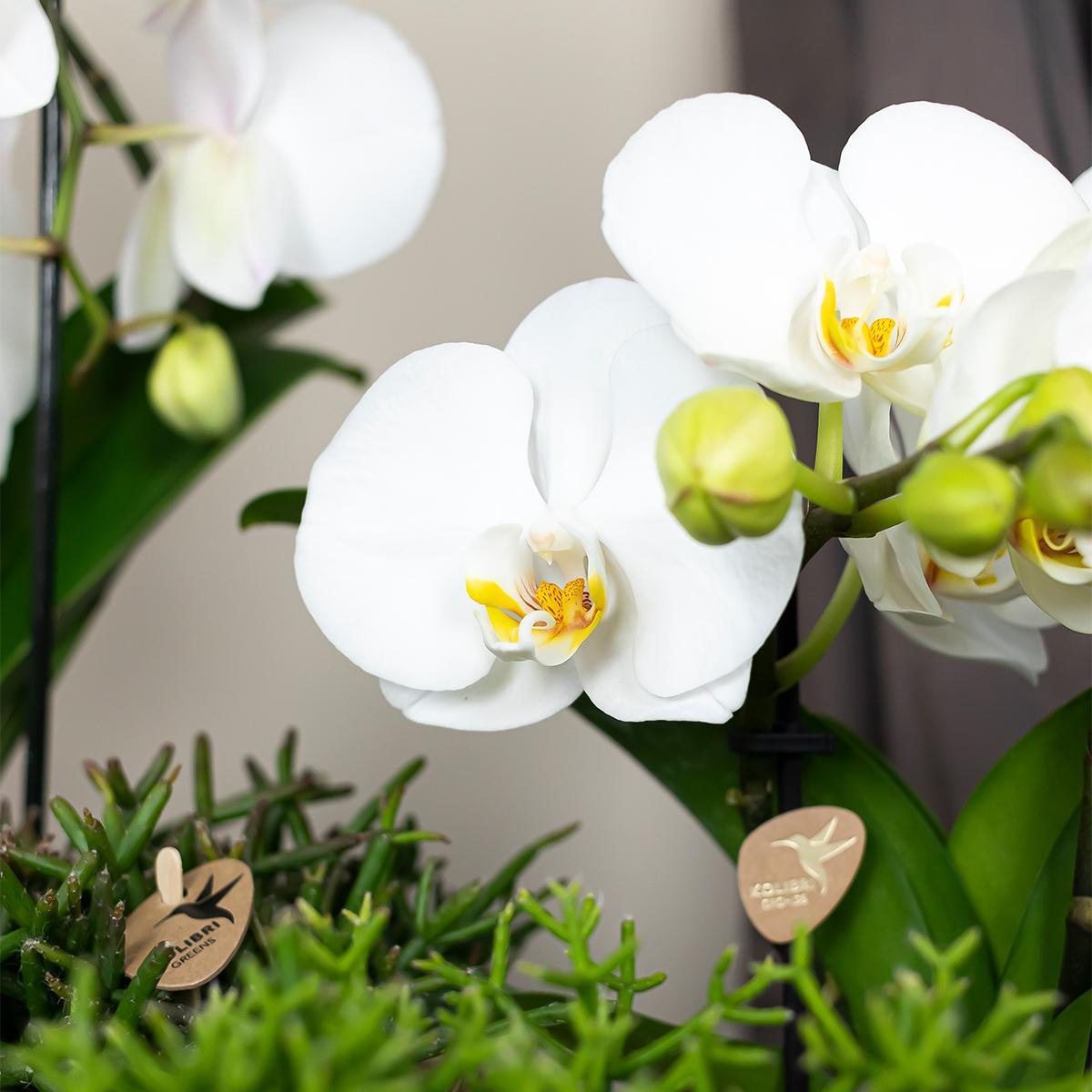 Orchidées colibris - orchidée phalaenopsis blanche - chute du niagara - taille du pot 12cm - frais du producteur