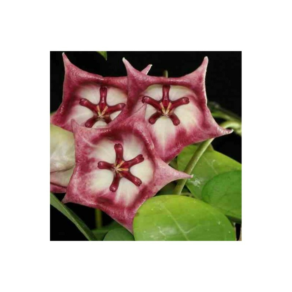 Hoya kaimuki grosse fleur (fleur de porcelaine, fleur de cire) rose - taille pot de 2 litres - 20/40 cm