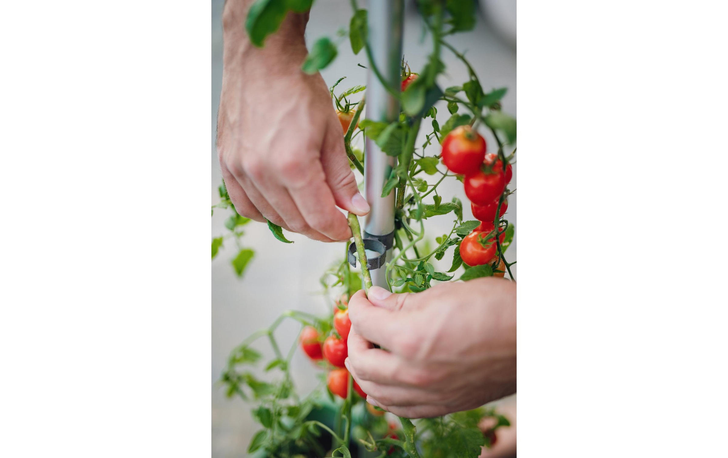 Gusta Garden Pflanzkübel »TOMATO BUDD«