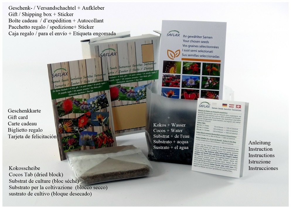Kit cadeau - cèdre de l'himalaya - 35 graines - cedrus deodara