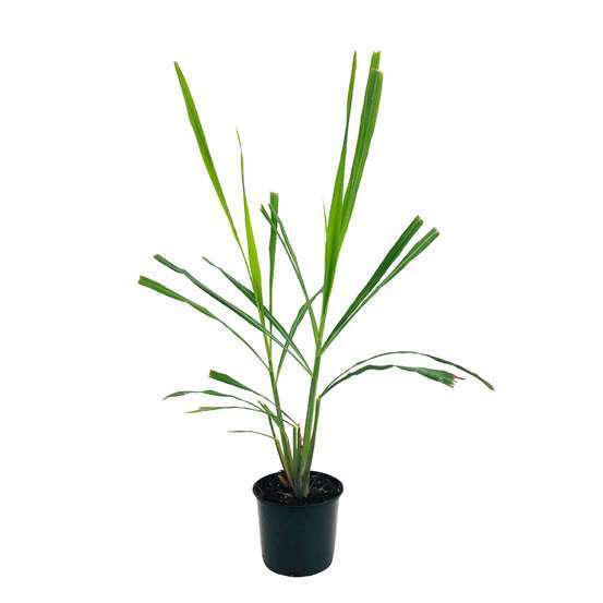 Plant de citronnelle de Madagascar : pot de 1 litre