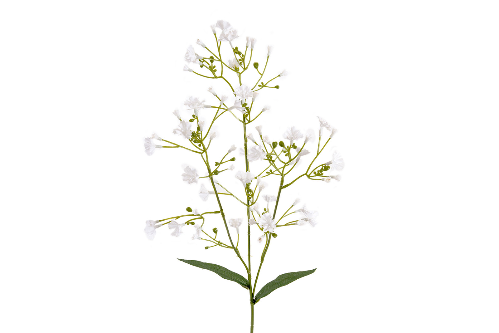 Brudeslør stilkblomst Hvit. H55 cm